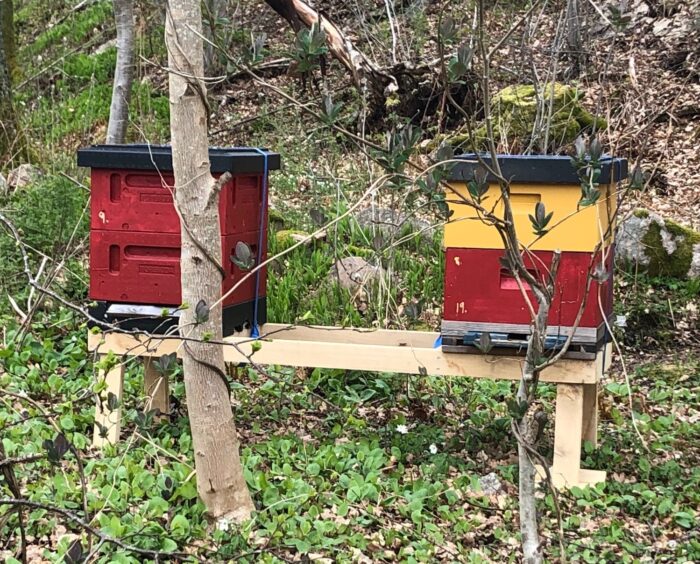Bilden visar två bikupor. Det är vår och kring kuporna surrar bin.